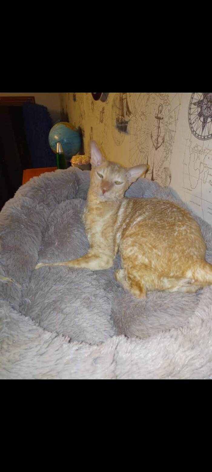 Ответ на пост «Недовольный кот»