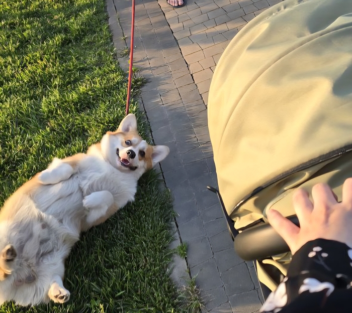 Продолжение поста «Довольная собака»