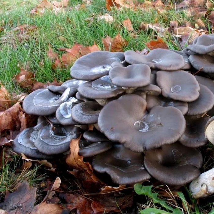 Фото А. Скандала.