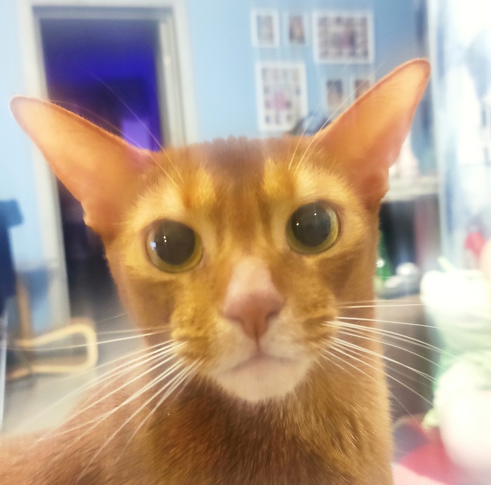 Ответ на пост «Недовольный кот»