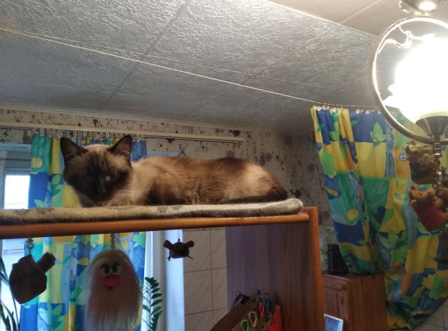 Ответ на пост «Котолампа»