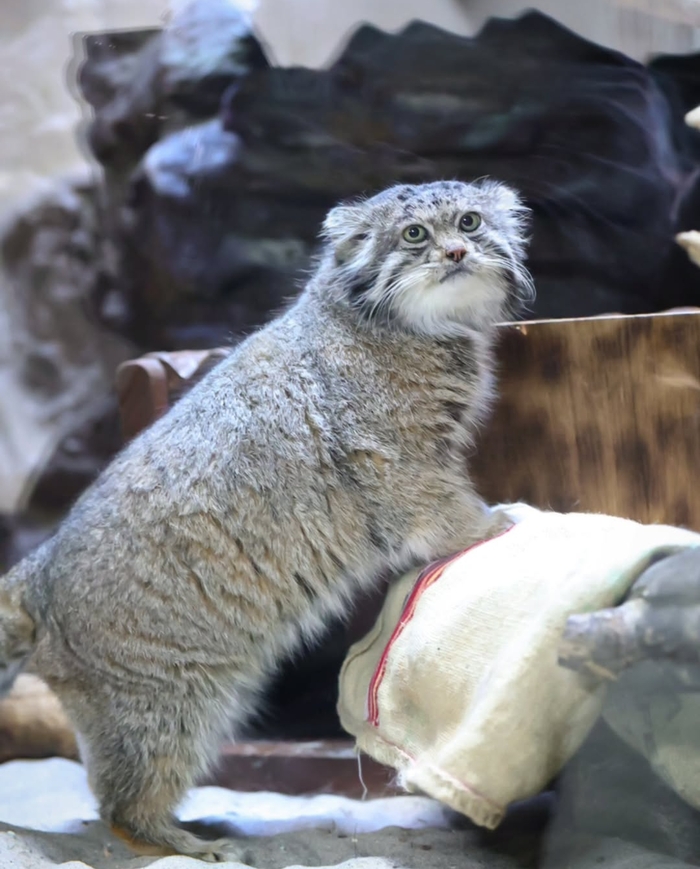 Красавец Клён