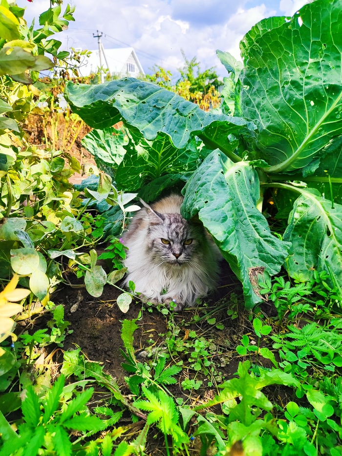 Ответ на пост «Недовольный кот»