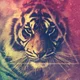 ������ ������������ TigerTiger