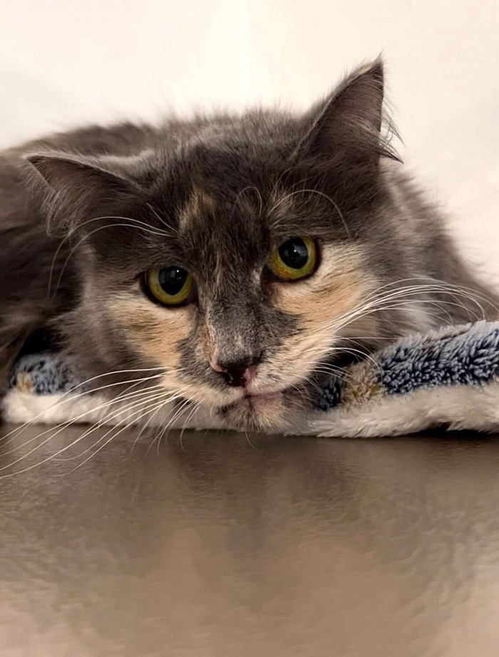 Скромная кошечка Анфиса ищет дом!