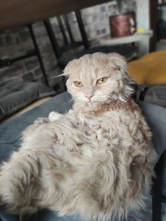 Ответ на пост «Недовольный кот»