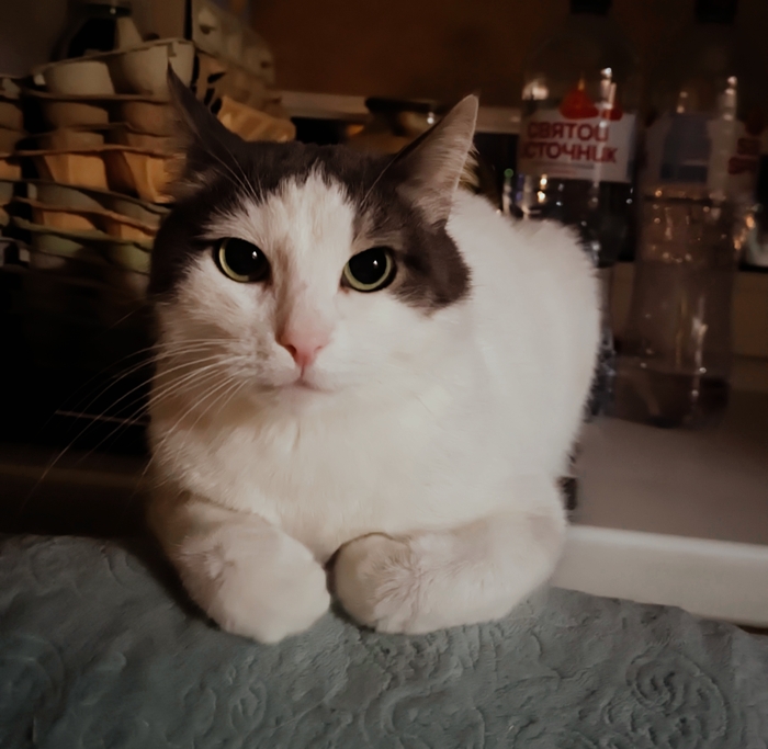 Кошалюбы, activated