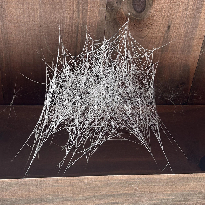 Паук сплел логотип для дэт-метал группы