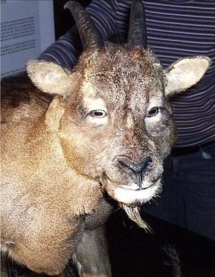 Эти глаза напротив...