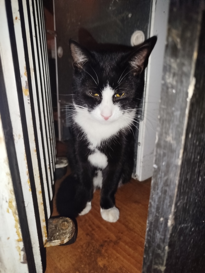 Пиксель немного наглый мальчуган, часто соревнуется с братом кто будет сидеть на руках, кого первым погладят или покормят. Но при этом тоже очень любит ласку.