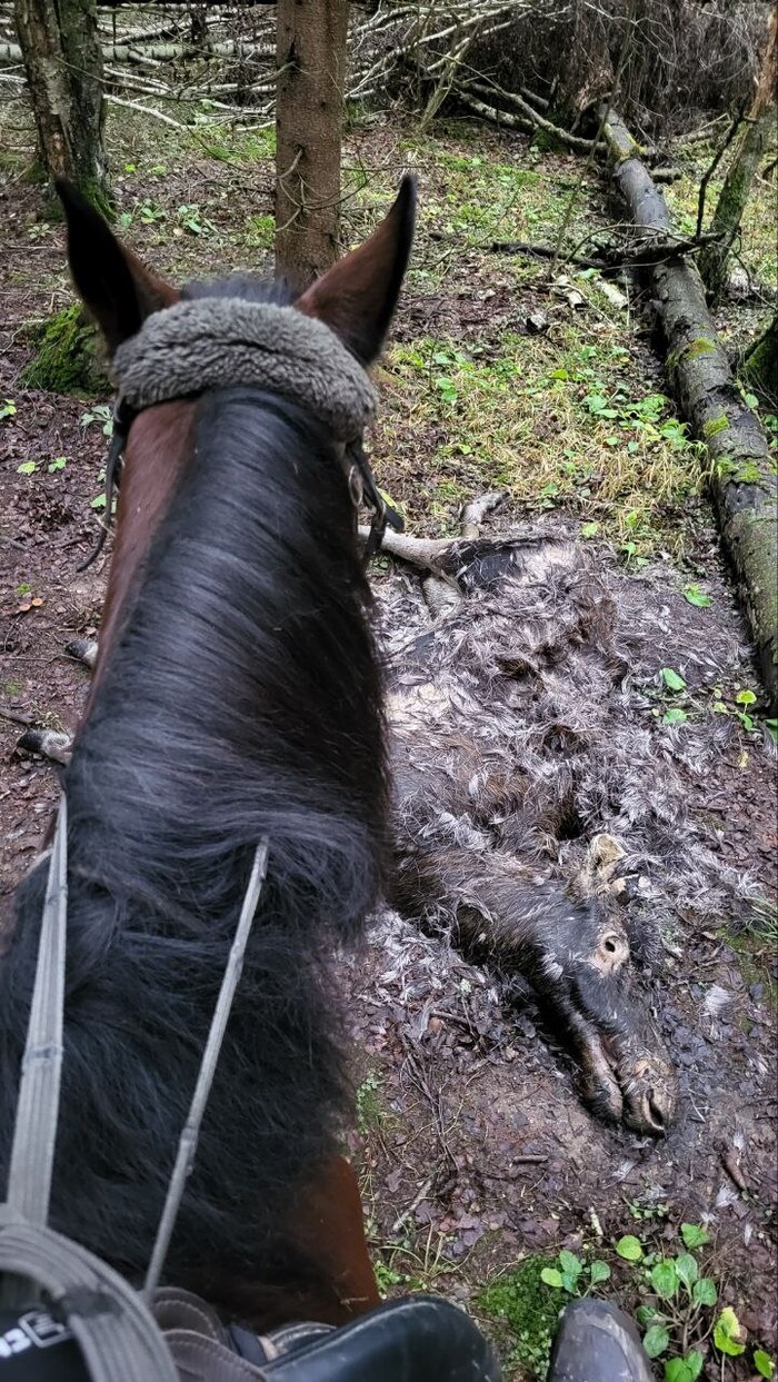 Неожиданное в лесу