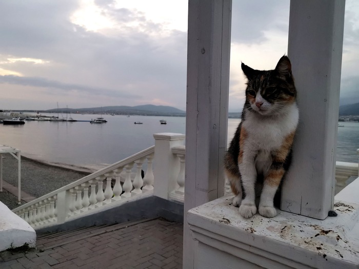 Ответ на пост «Моя лучшая фотография кота»