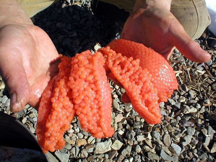 Чукотка, рыбалка, икра )