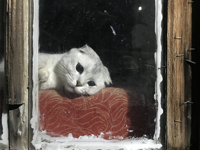 Ответ на пост «Моя лучшая фотография кота»