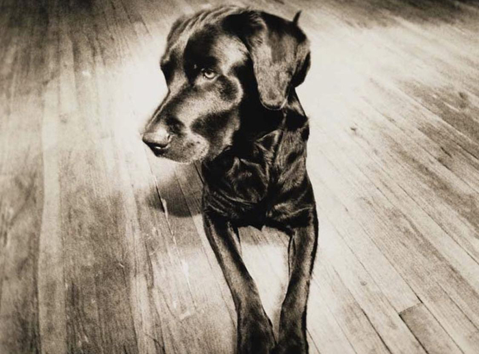 Ответ на пост «Я помню эту пуму... у меня она тоже была»