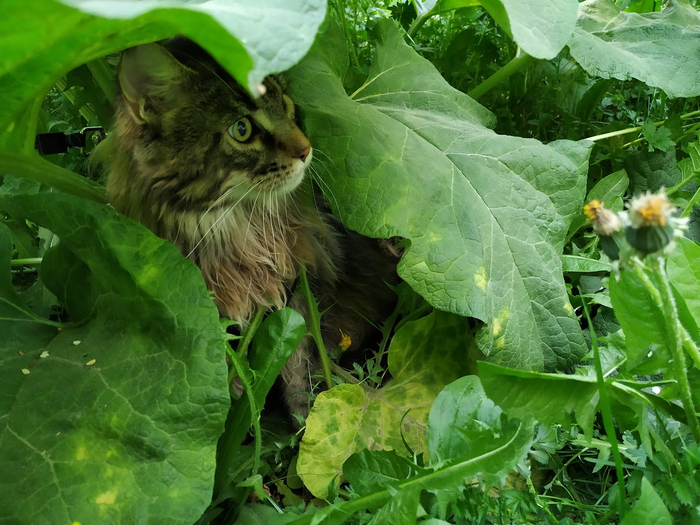 Ответ на пост «Моя лучшая фотография кота»