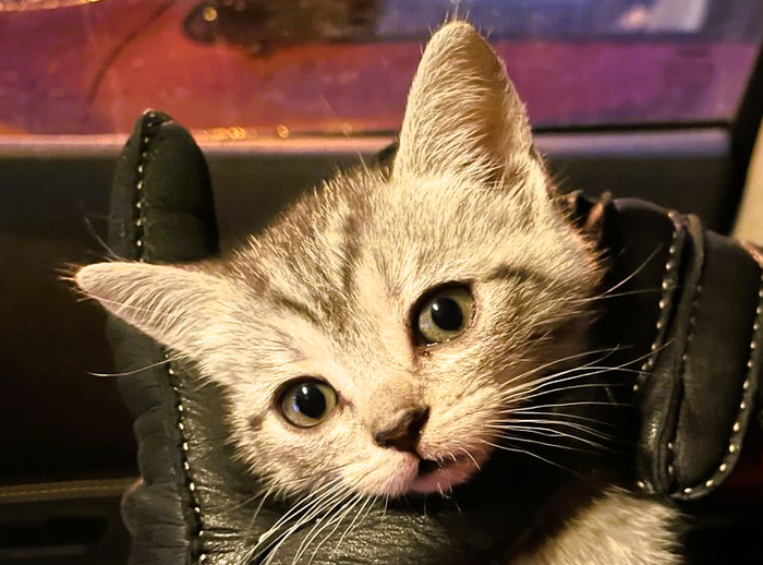 Ответ на пост «Моя лучшая фотография кота»