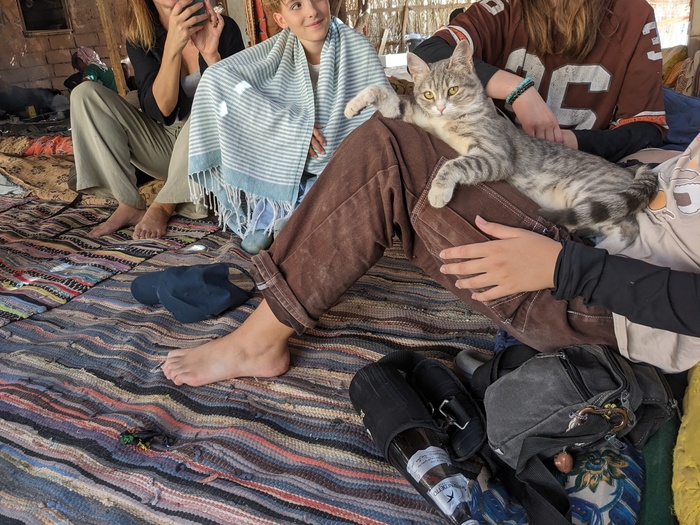 Ответ ObeVanKeenobi в «Моя лучшая фотография кота»