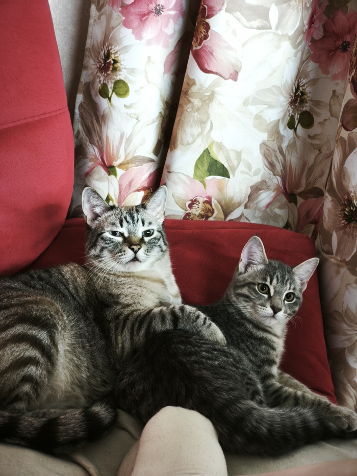 Ответ proudman в «Моя лучшая фотография кота»