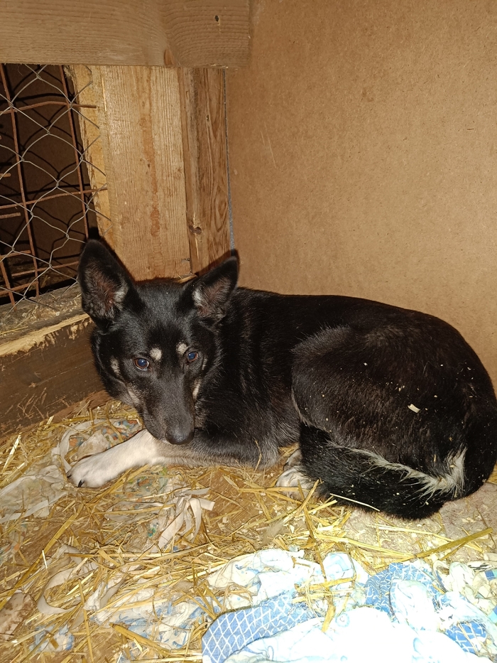 Мкр.Закамск г.Перми! Сбежала собака