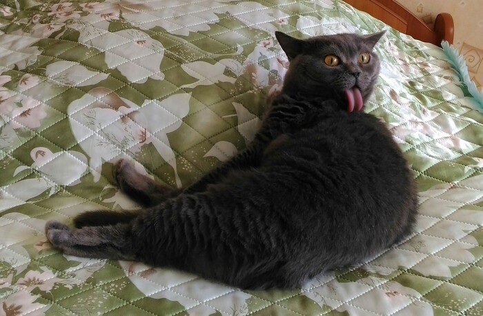 Ответ на пост «Моя лучшая фотография кота»