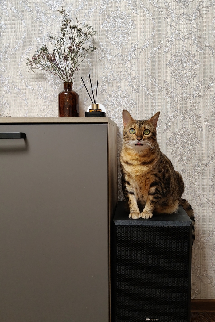 Ответ на пост «Моя лучшая фотография кота»