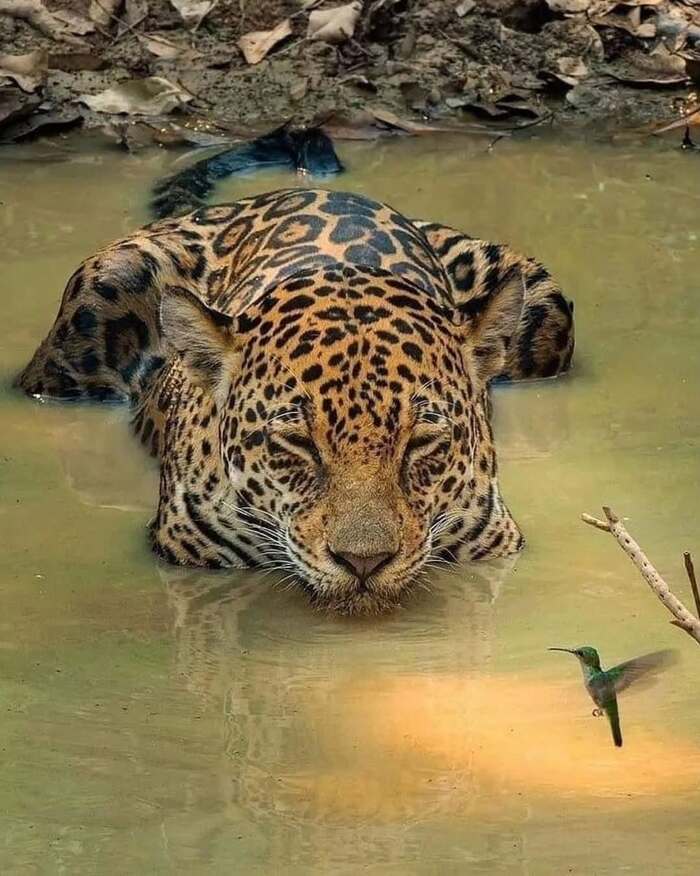 Ягуар и колибри