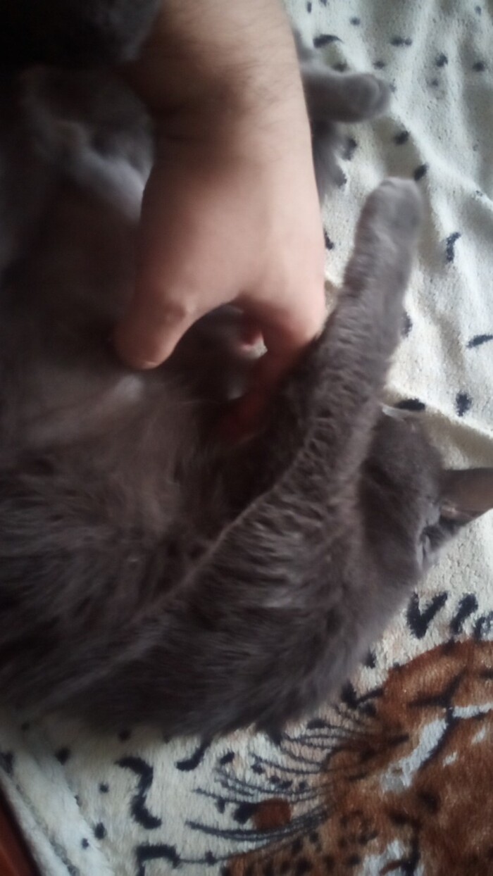 Моя лучшая фотография кота