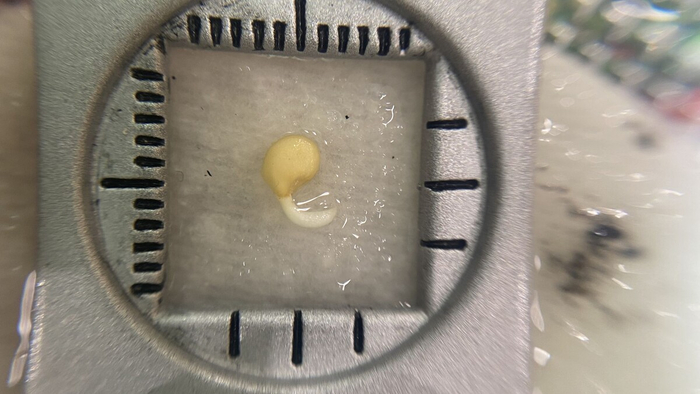 Хвостатики