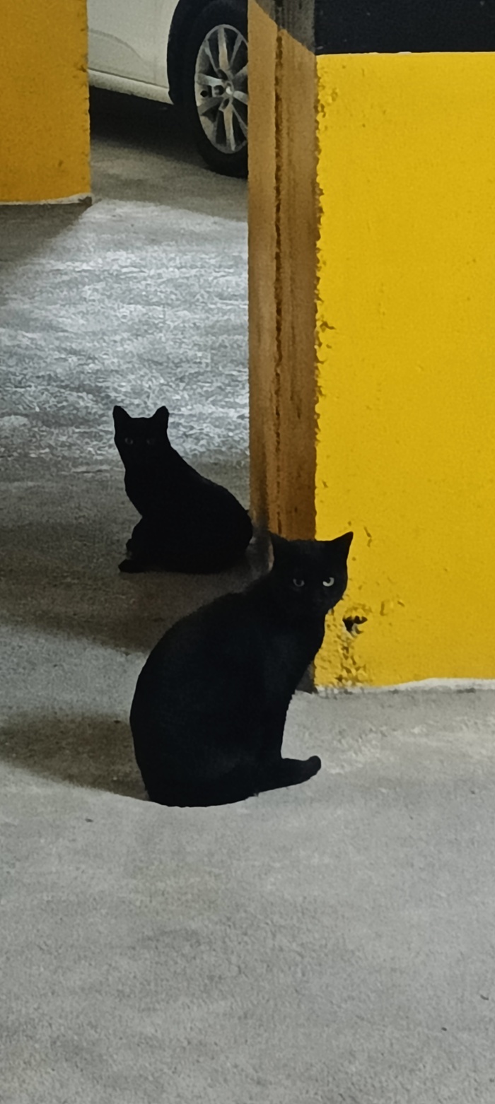 Лучше одного кота - только два кота