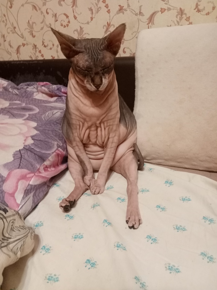 Ответ на пост «Моя лучшая фотография кота»