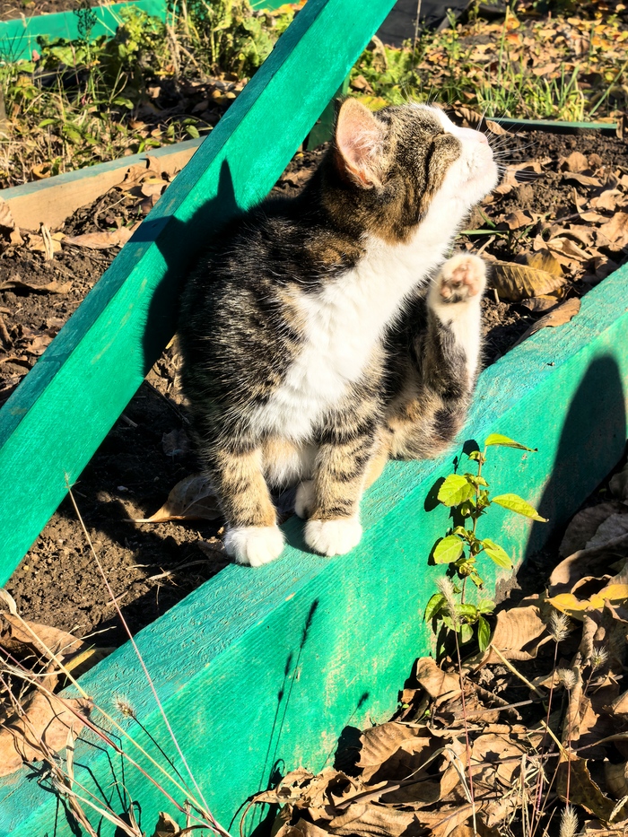 Соседский дачный котёнок