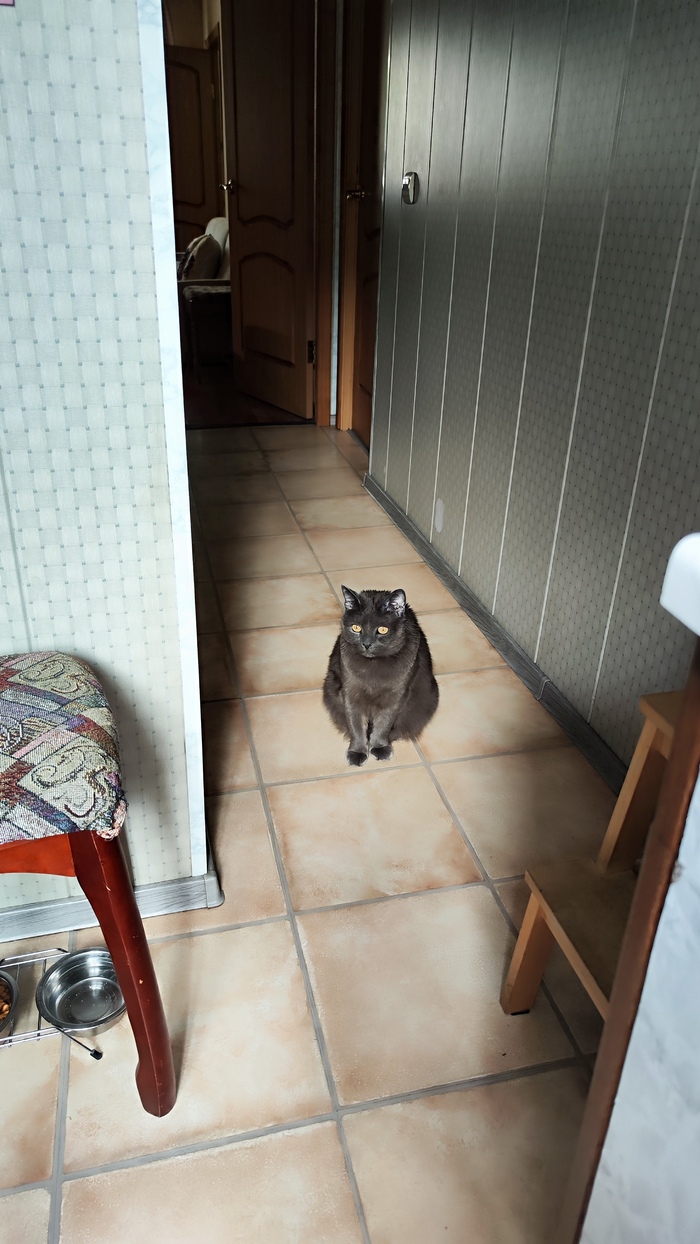 Ответ на пост «Моя лучшая фотография кота»