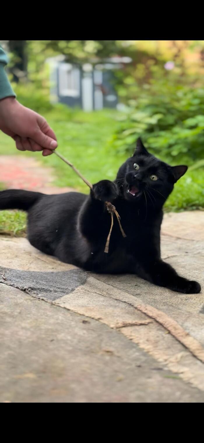 Ответ на пост «Моя лучшая фотография кота»