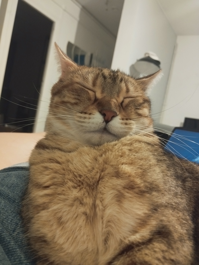 Моя лучшая фотография кота