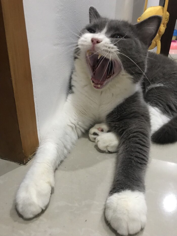 Не орёт, зевает!