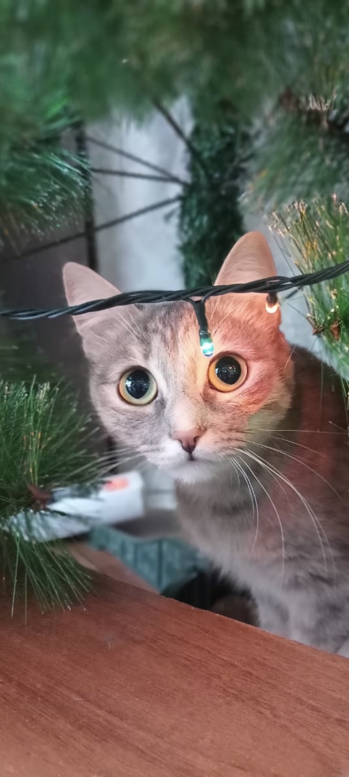 Ответ на пост «Моя лучшая фотография кота»