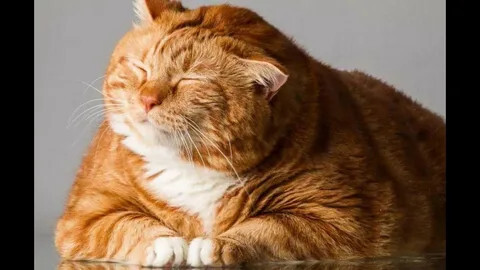Эх, хорошо котом на свете жить!