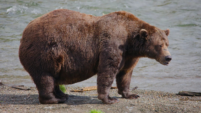 Вот так мишка должен выглядеть перед спячкой.