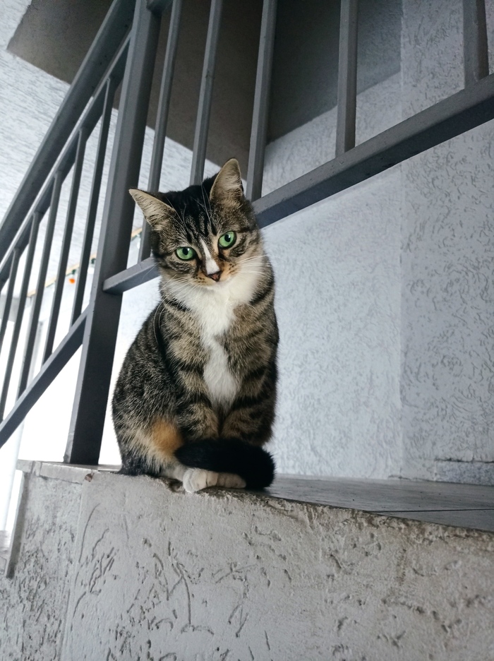 Случайная уличная кошка потрясающей элегантности