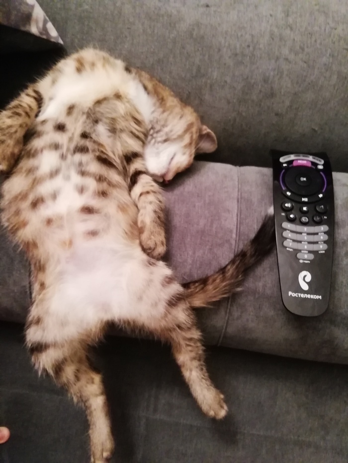 Ответ на пост «Моя лучшая фотография кота»