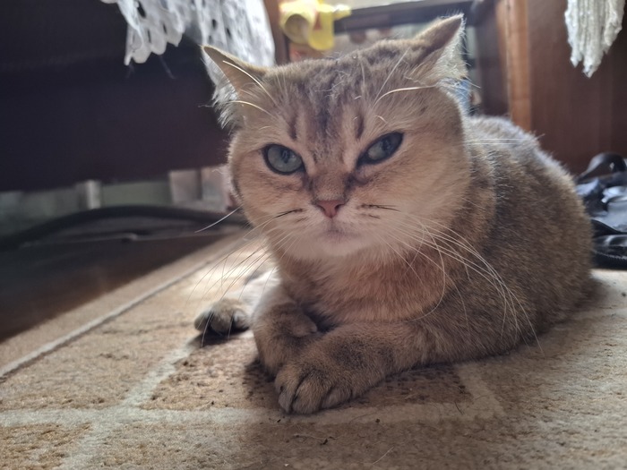 Моя кошка Мася