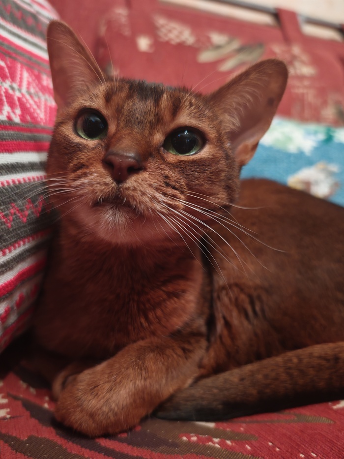 Лучшее фото кота