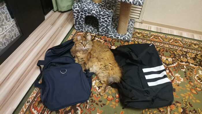 Куда вы без меня собрались?