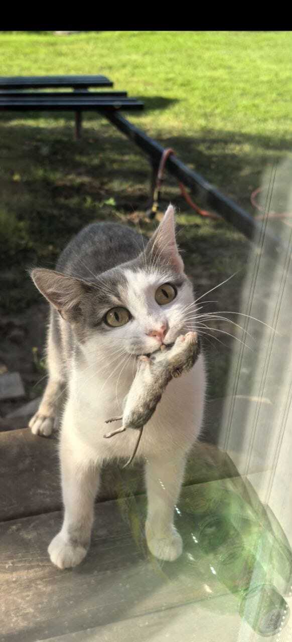 Ответ Tandem.dvoe в «Моя лучшая фотография кота»