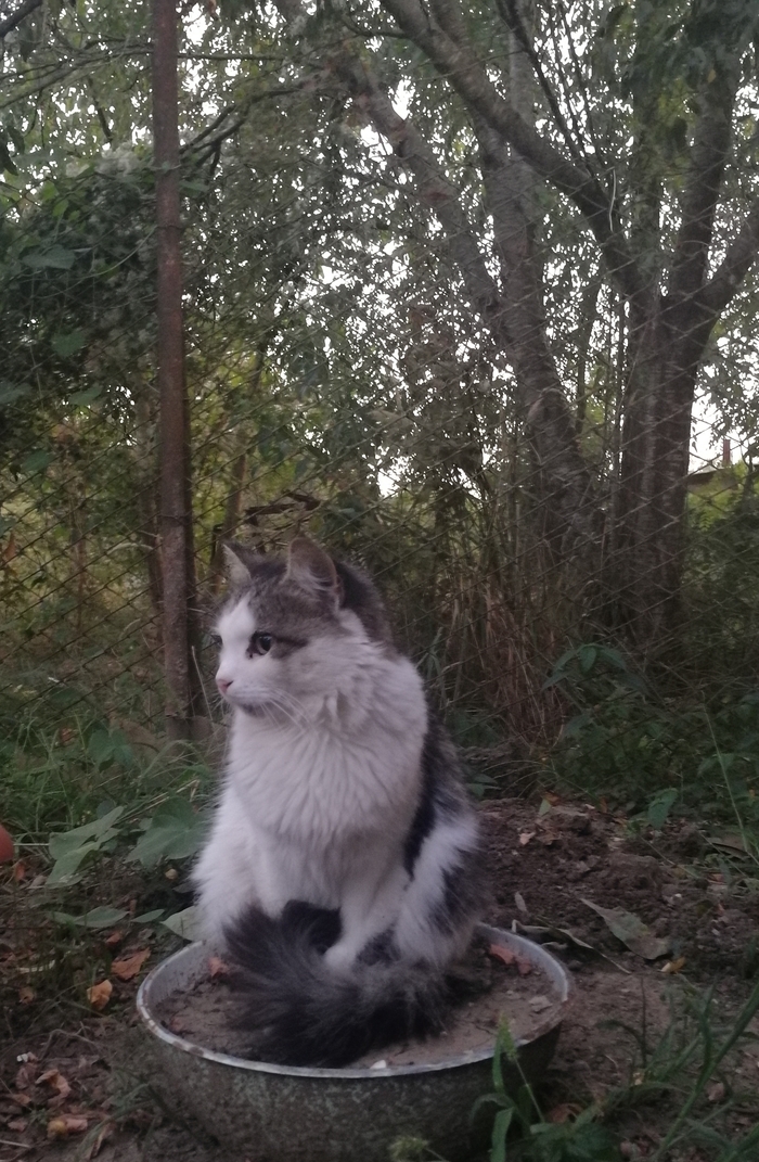 Шеридан (Шерри)