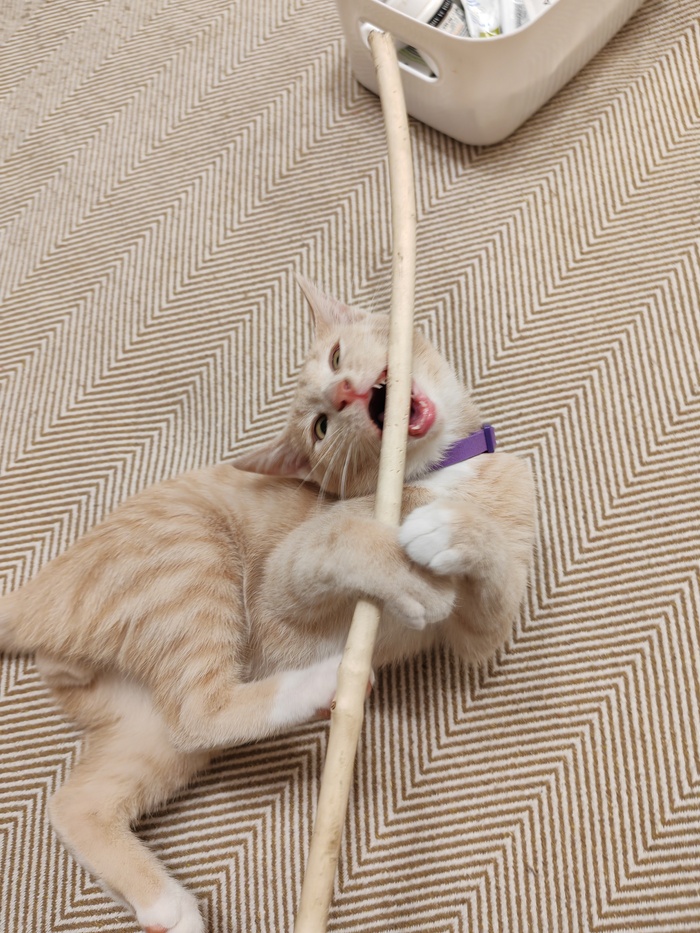 Ответ на пост «Моя лучшая фотография кота»