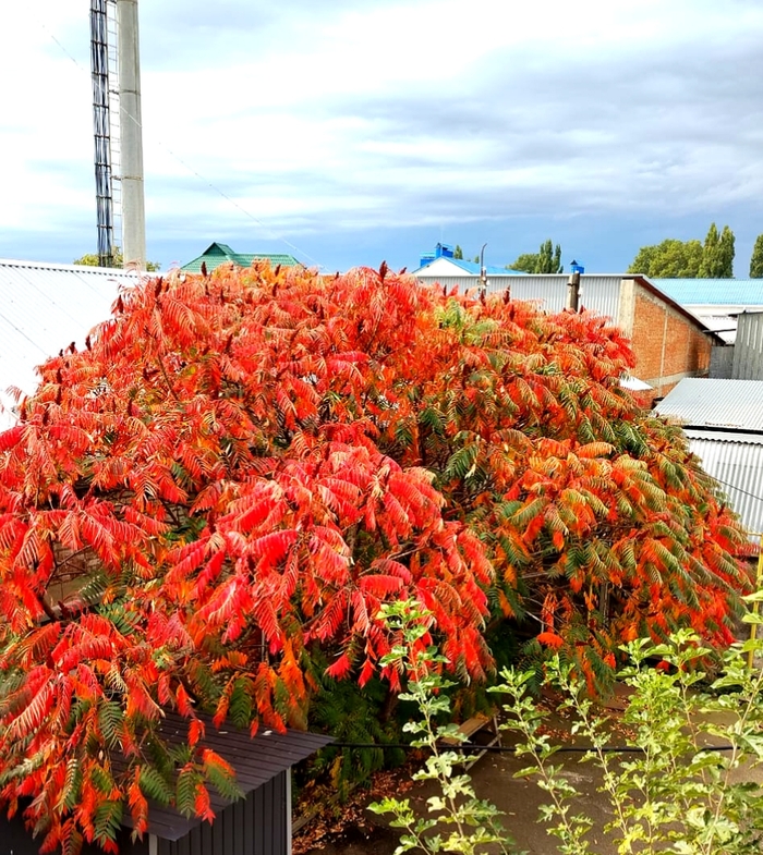 И Немножко осени