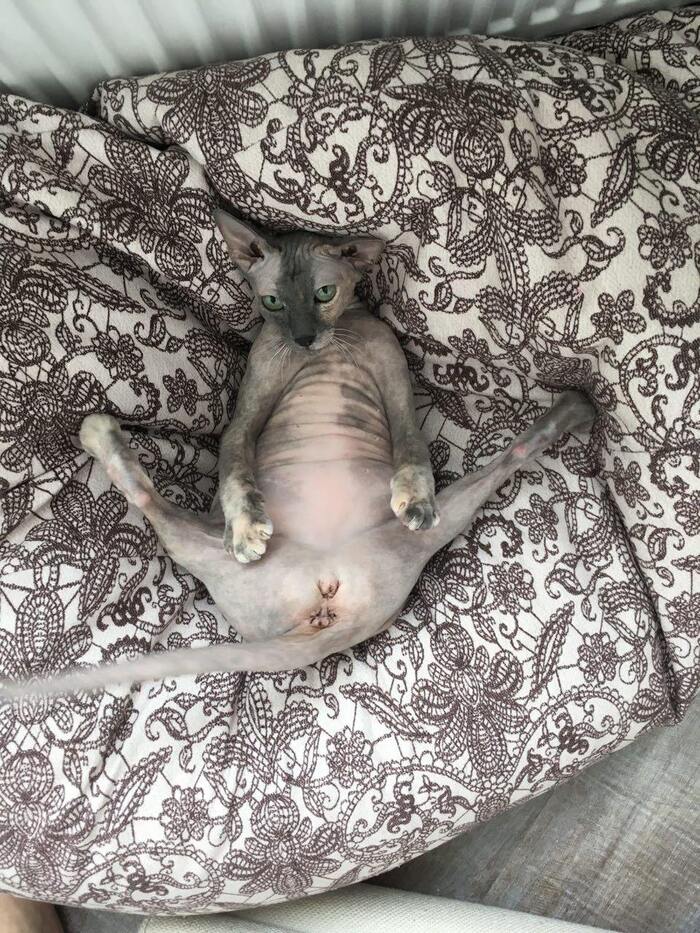 Ответ на пост «Моя лучшая фотография кота»