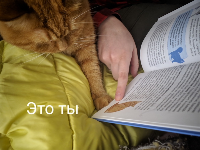 Моя лучшая фотография кота